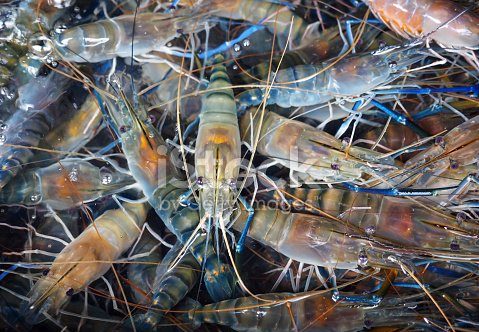 fresh alive river prawn in clear water, raw food ingredient